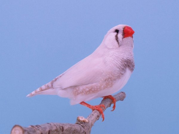 Pastel masker grijsP1232410